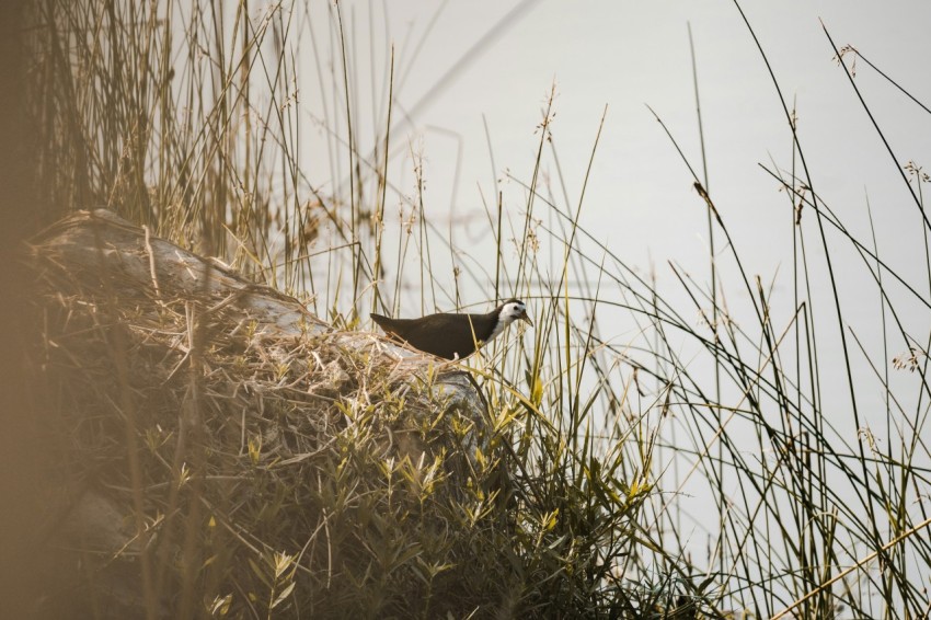 a bird sitting on top of a grass covered hillside