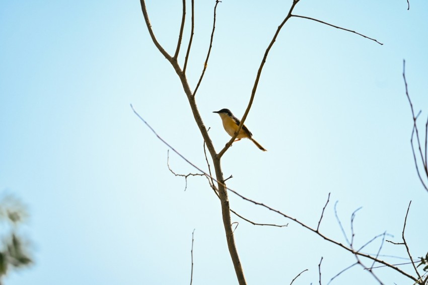 a small bird perched on top of a tree branch k