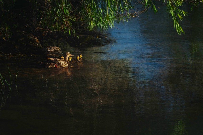 a couple of ducks floating on top of a river