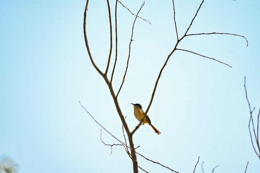 a small bird perched on top of a tree branch