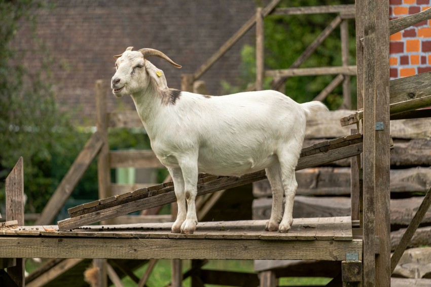 a white goat standing on a wooden platform