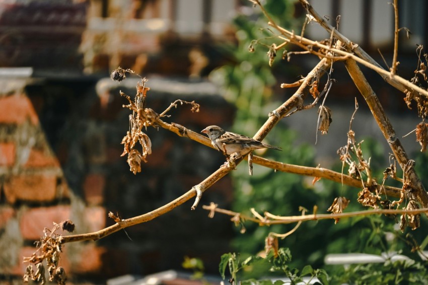 a bird sitting on top of a tree branch