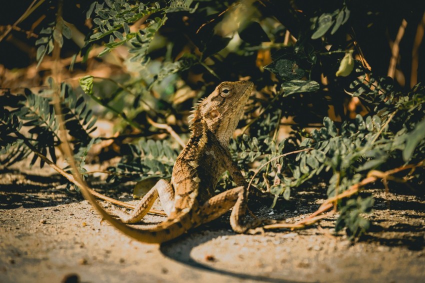 a lizard sitting on the ground next to a bush