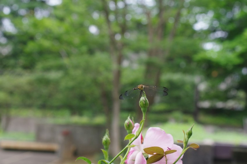 a pink rose is in a vase outside