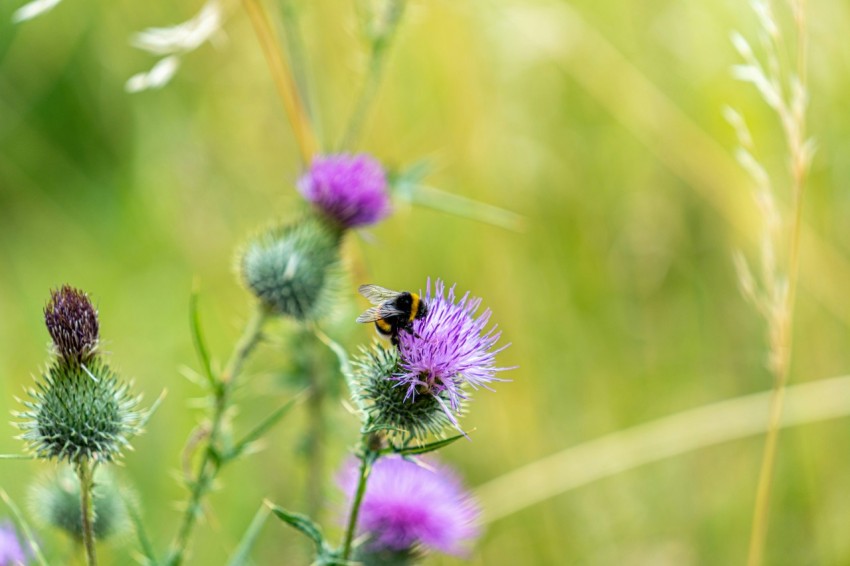 a bee is sitting on a purple flower