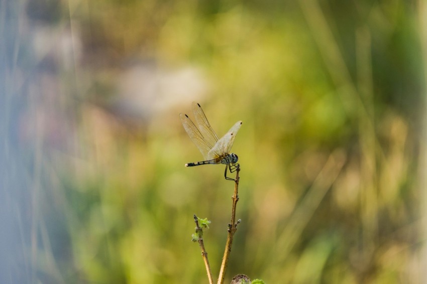 a close up of a plant with a dragonfly on it