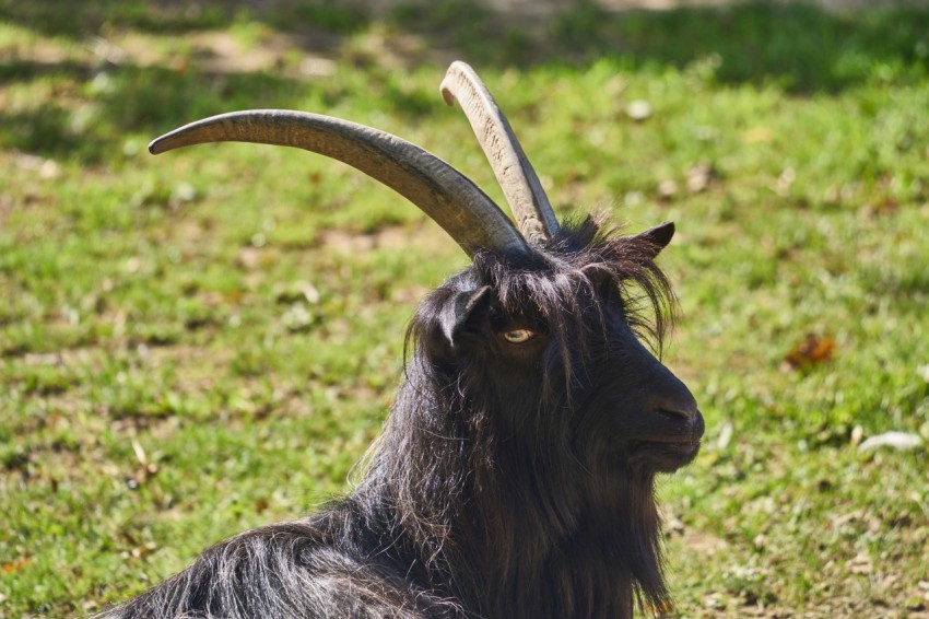 a goat with long horns sitting in the grass