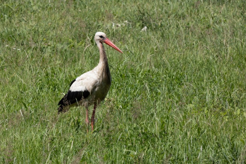 a large bird with a long neck standing in the grass