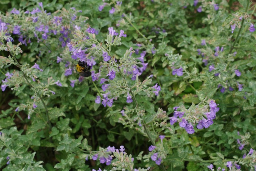 a bunch of purple flowers growing in a garden
