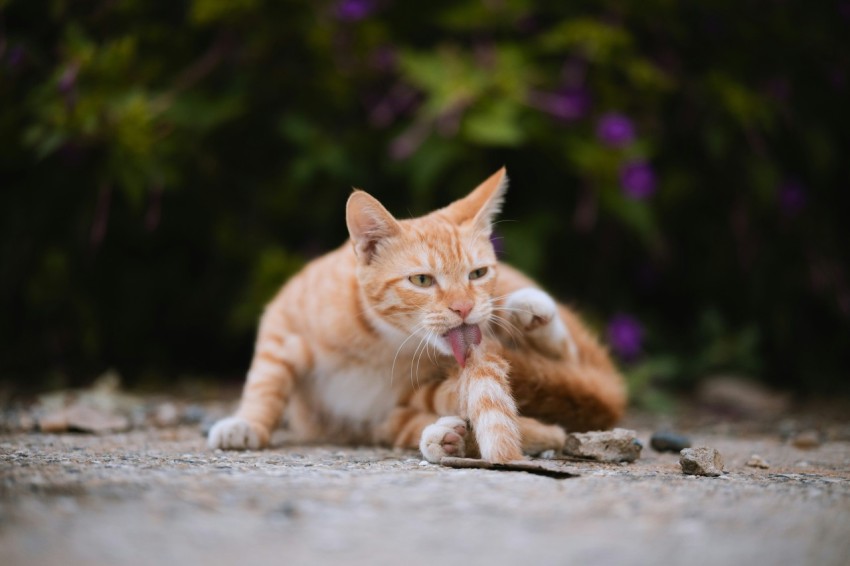 an orange and white cat laying on the ground