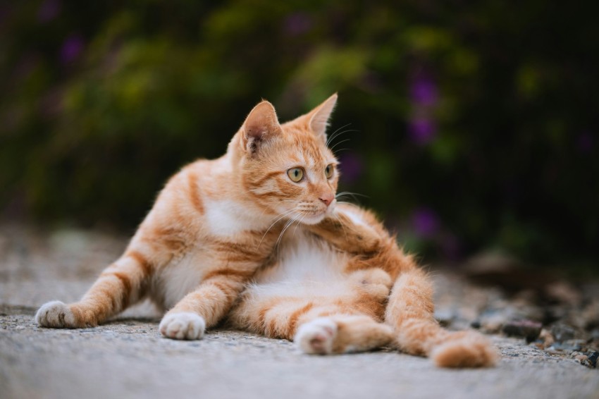 an orange and white cat laying on the ground