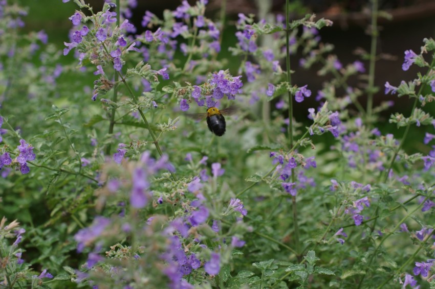 a small bird sitting on top of a purple flower