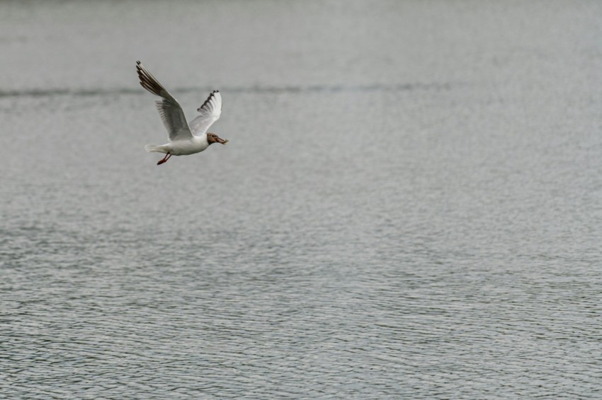 a bird flying over a body of water