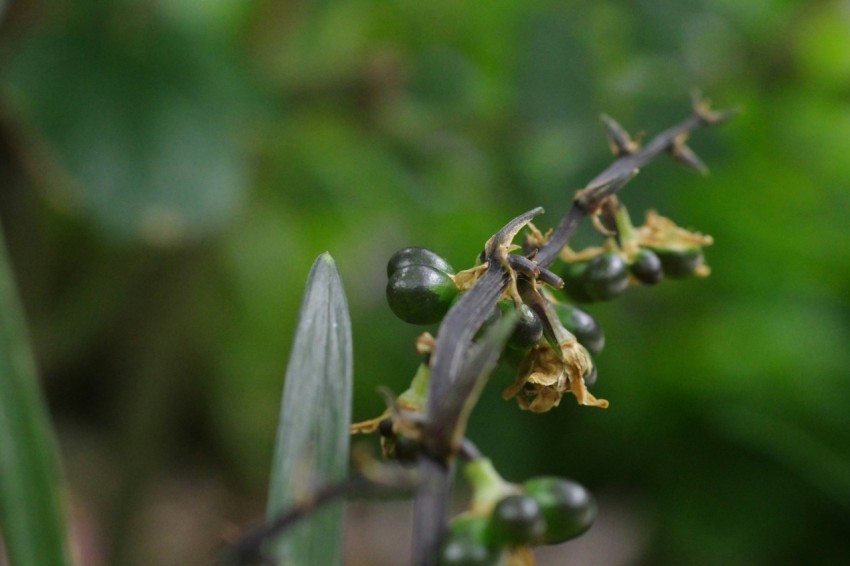 a close up of a flower on a plant