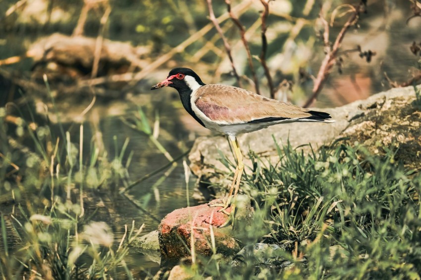 a bird standing on a rock in the grass