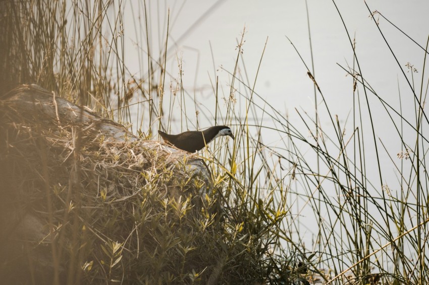 a bird sitting on top of a grass covered hillside