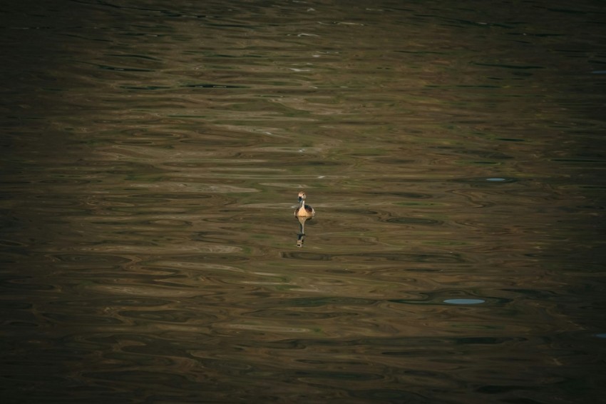 a bird is swimming in a body of water