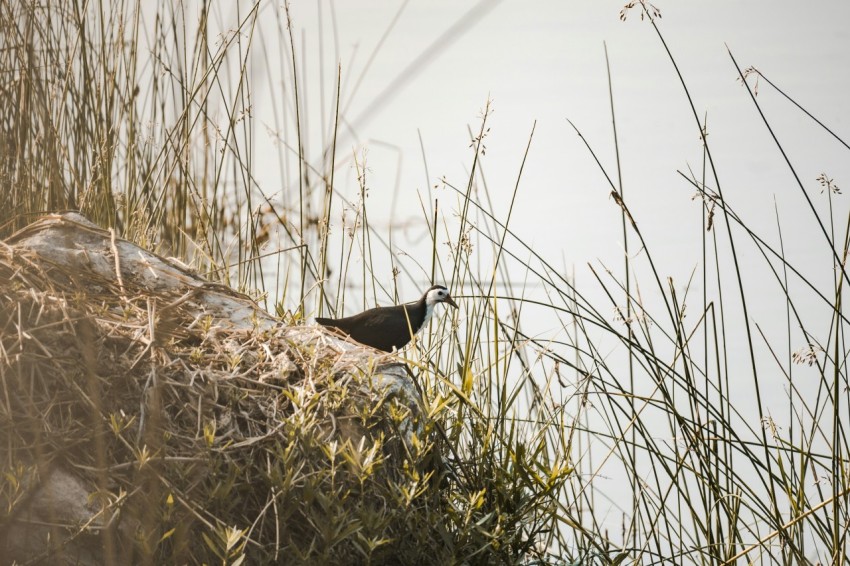 a bird is standing on a rock in the grass