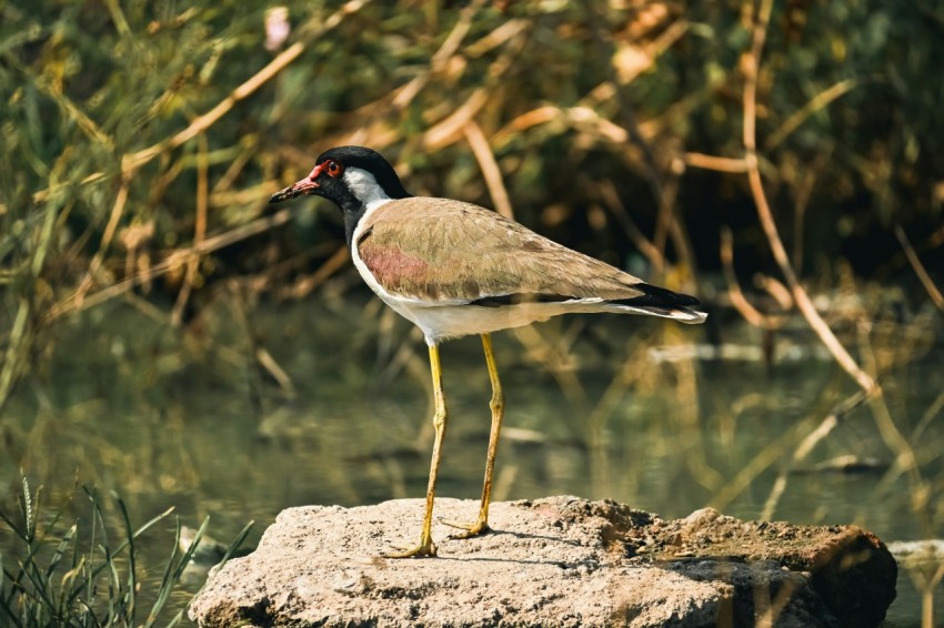 a bird is standing on a rock near a body of water