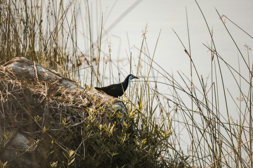 a bird is standing on the edge of a cliff