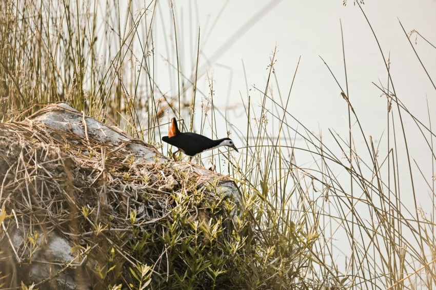 a small bird standing on top of a grass covered hill BtW27otZ