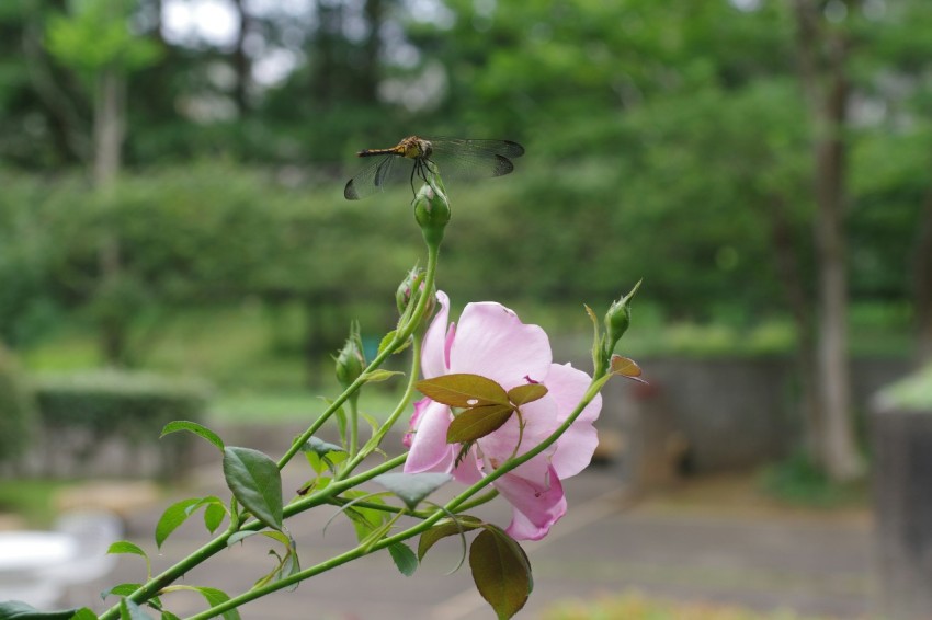 a pink flower is in a vase outside