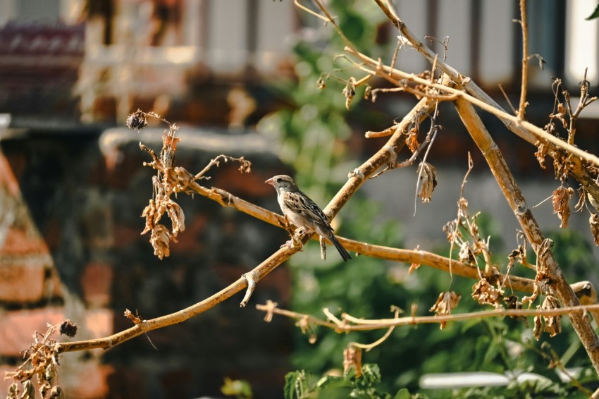 a small bird perched on a tree branch Mot5ekmY