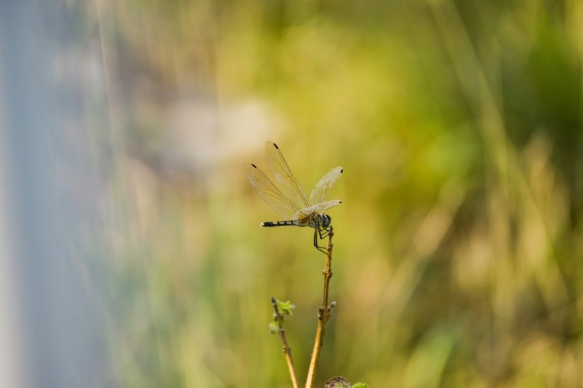 a dragonfly sitting on top of a plant