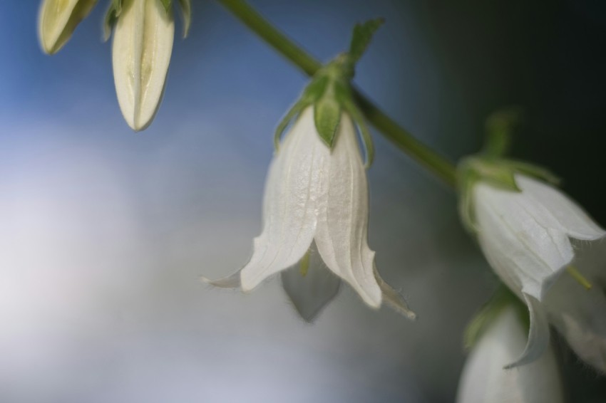 a close up of a white flower on a stem