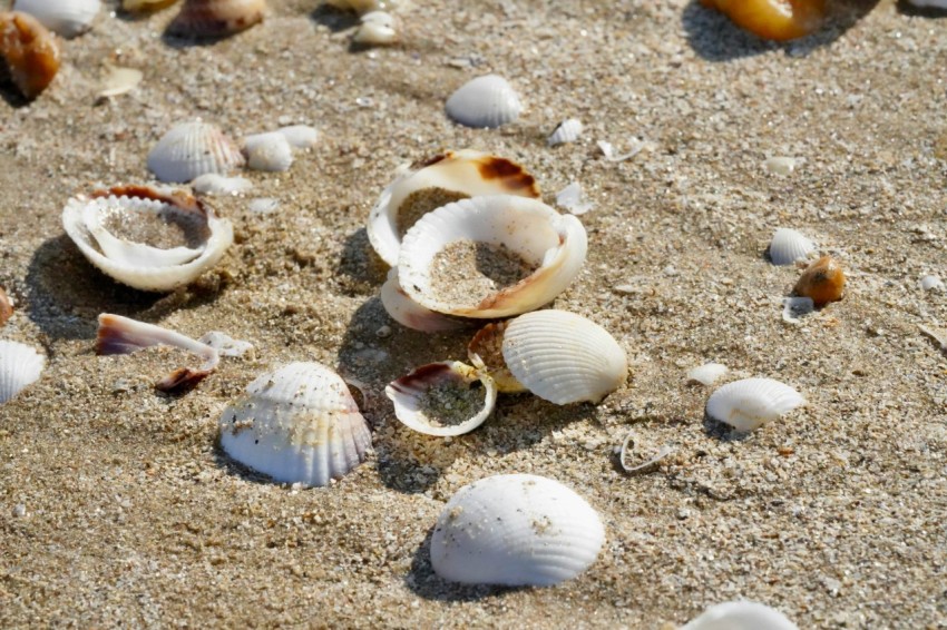 a bunch of seashells that are laying in the sand hw2