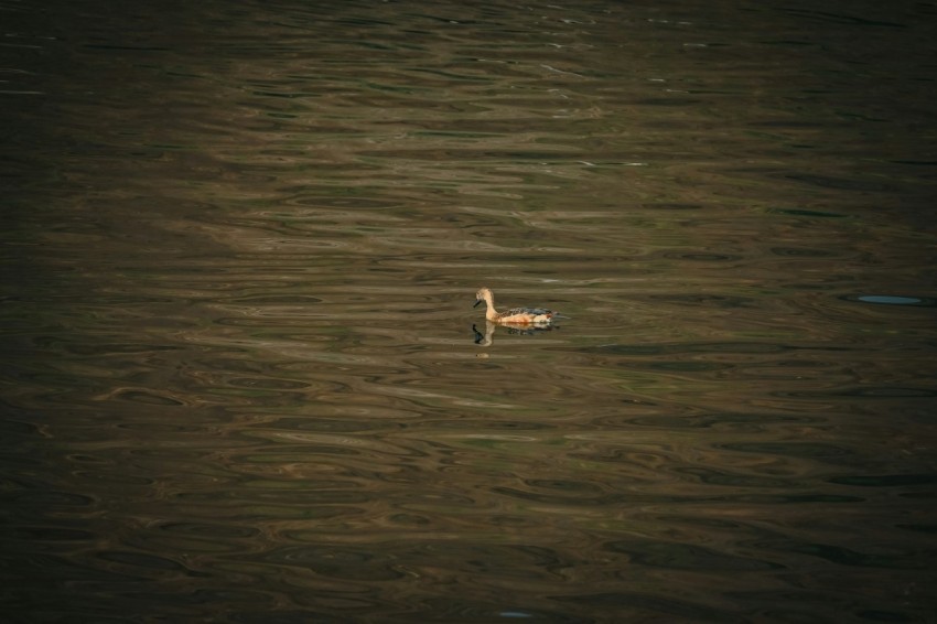 a duck floating on top of a body of water