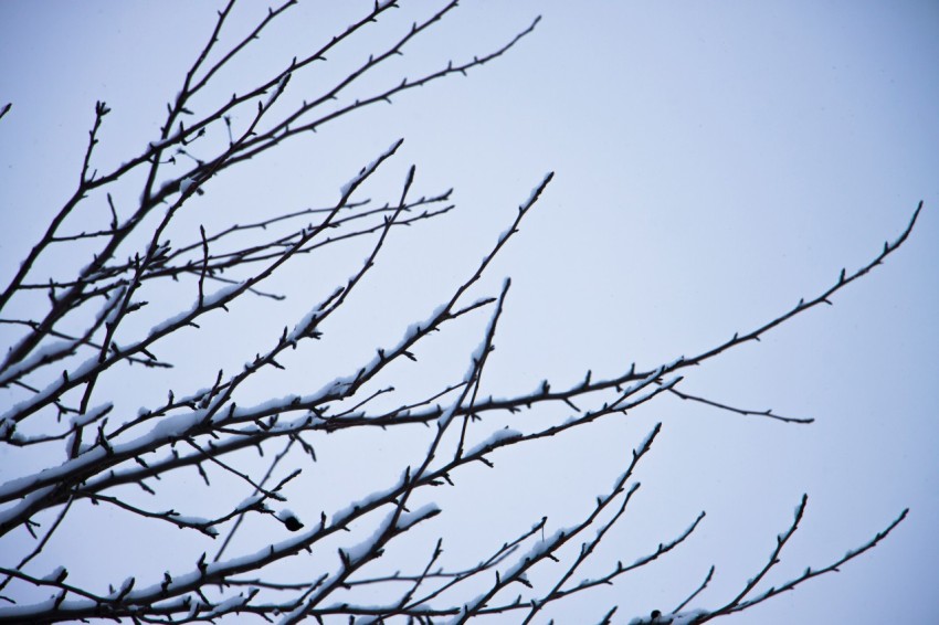 a bird sitting on top of a tree branch