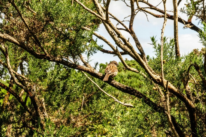 a bird perched on a tree branch in a forest