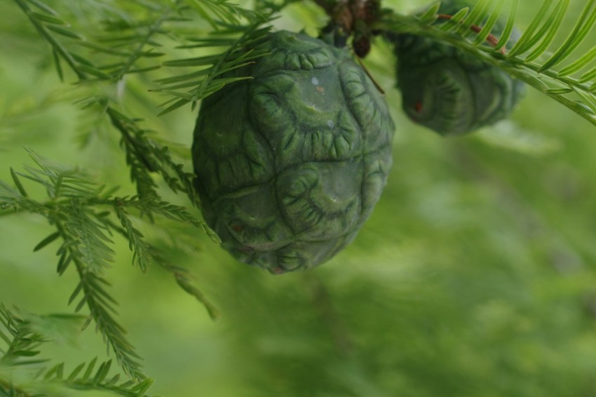 a close up of a pine tree with fruit hanging from it FTz