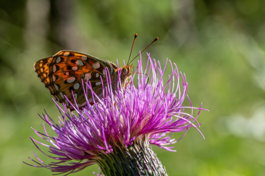 a butterfly sitting on top of a purple flower