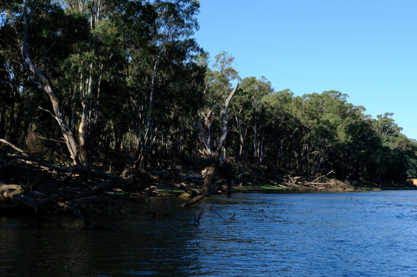 a body of water surrounded by lots of trees