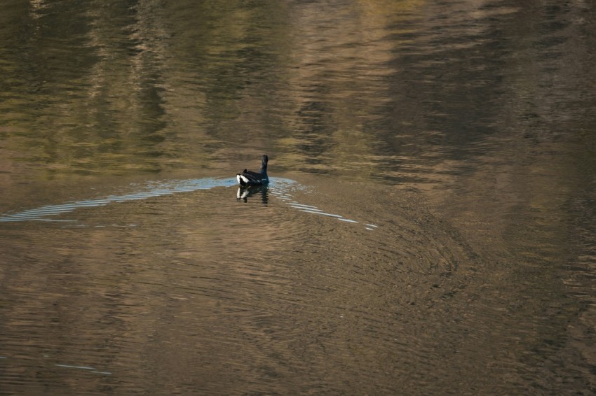 a black and white duck floating on top of a lake