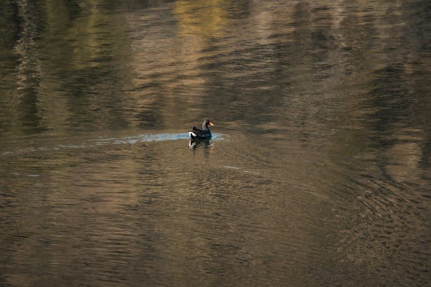 a couple of ducks floating on top of a lake