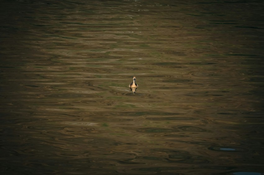 a bird is swimming in a body of water