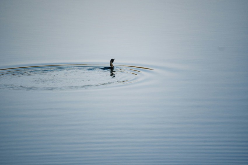 a single bird floating on top of a body of water