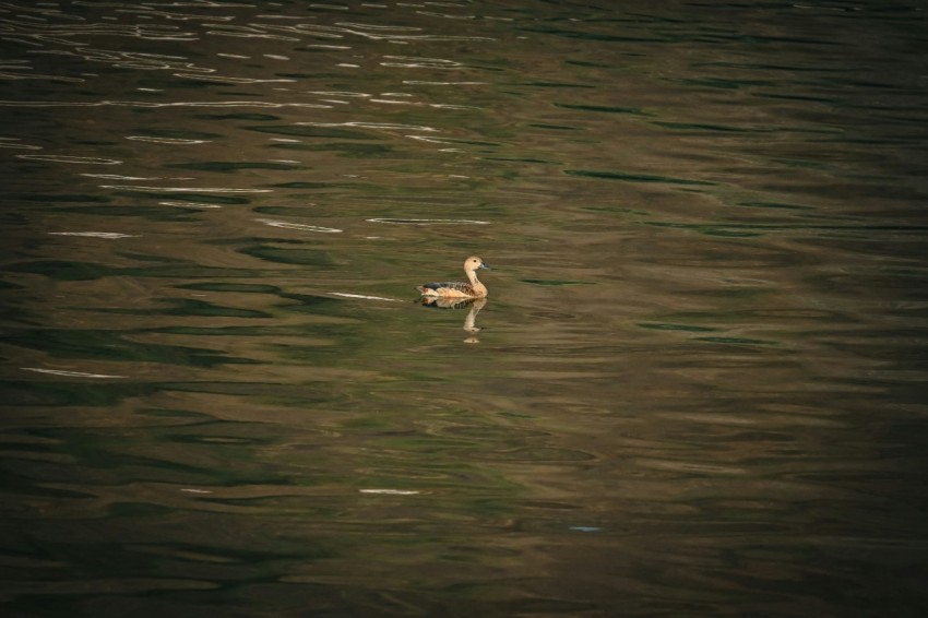 a bird floating on top of a body of water