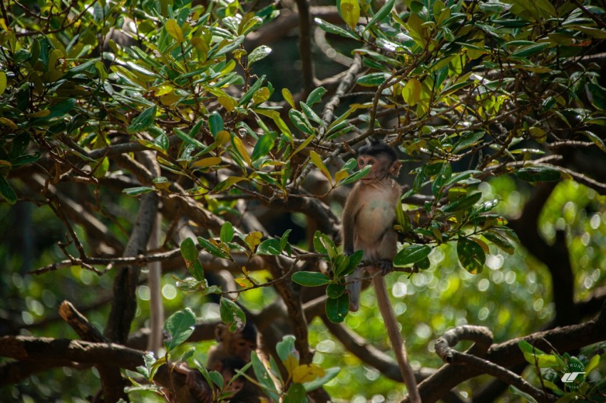 a couple of birds sitting on top of a tree lAix