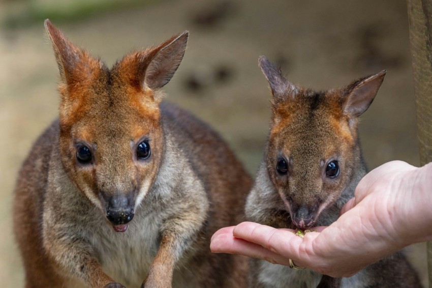 a person holding a small baby kangaroo in their hand