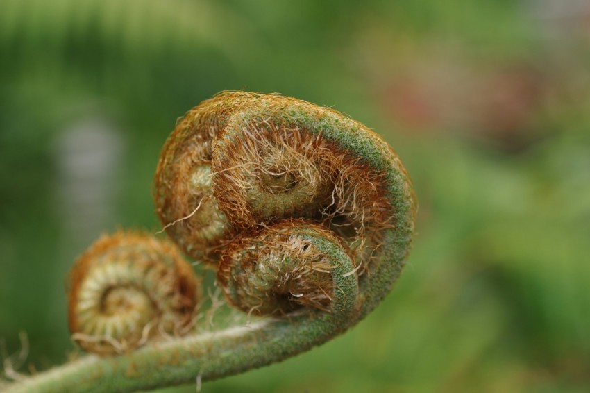 a close up of a plant with two snails on it