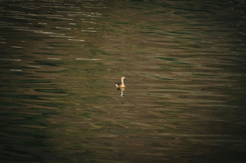 a bird flying over a body of water