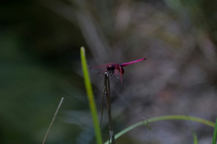 a red dragonfly sitting on top of a green plant