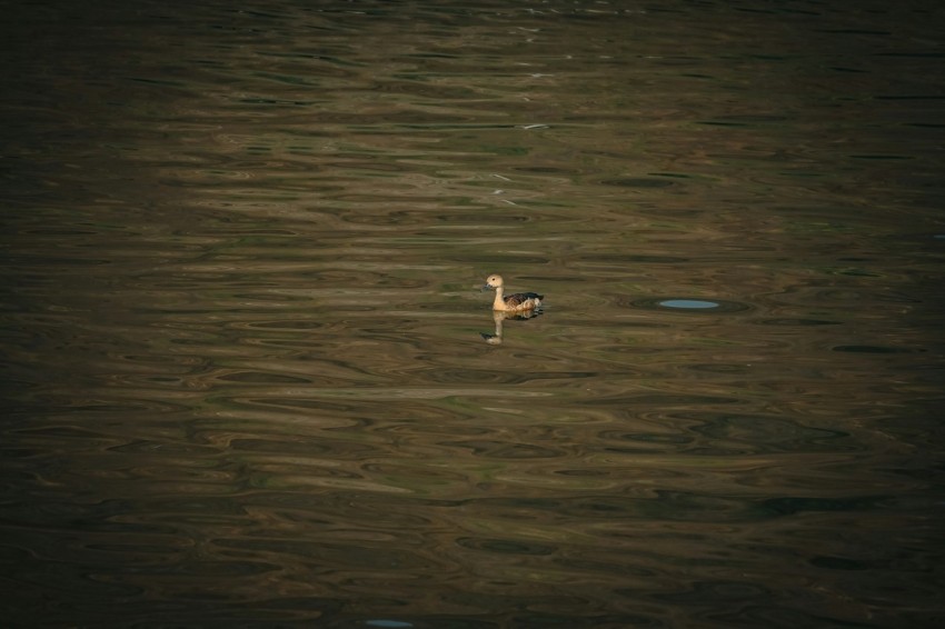 a bird floating on top of a body of water