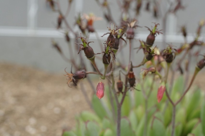 a close up of a plant with red flowers