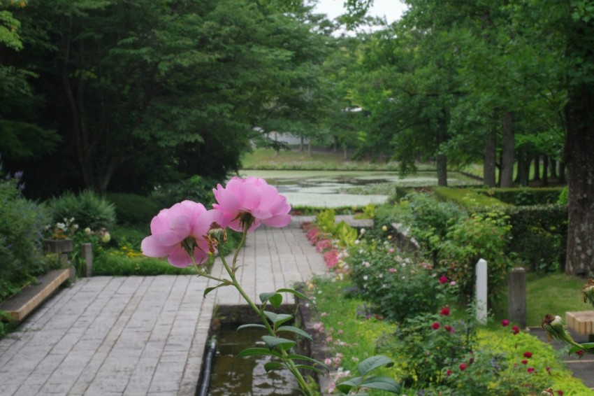 a garden with flowers and a wooden walkway iP0HF