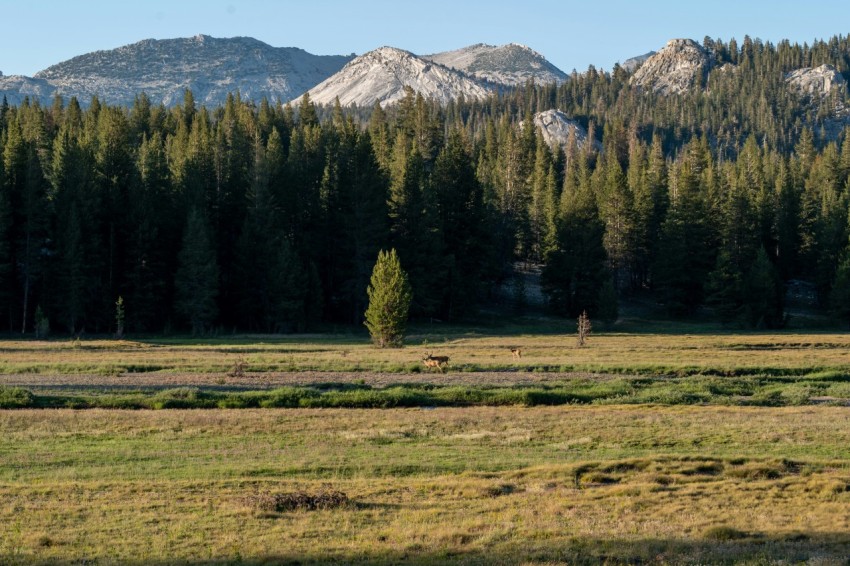 a horse grazing in a field with mountains in the background